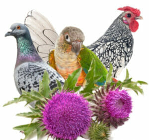 Photo of a pigeon, conure and sebright rooster with milk thistle